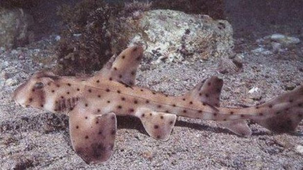 Miss Helen, a horn shark, was stolen from the San Antonio Aquarium