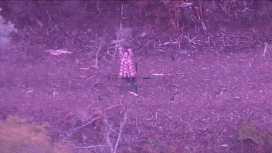 Missing woman Lillian Ip is found in Victoria’s high country