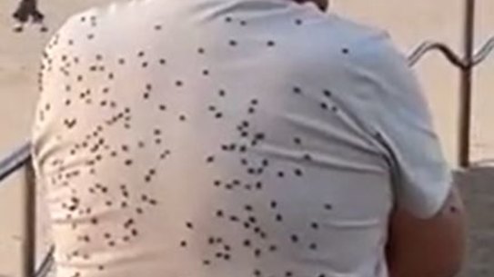 A fly outbreak this week in Sydney.