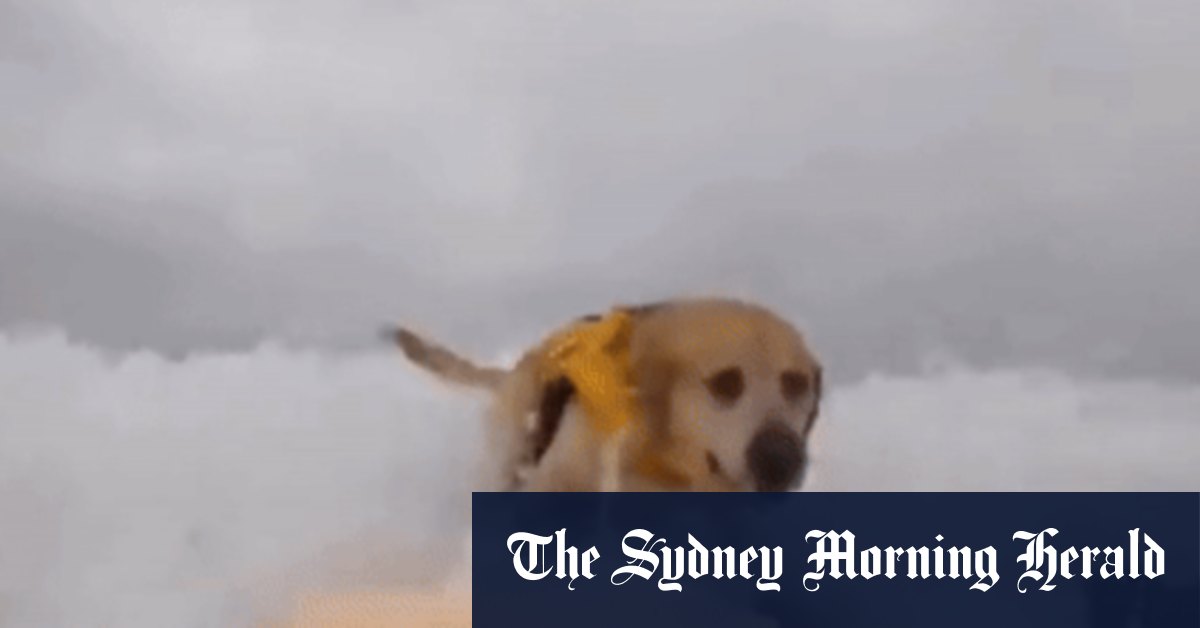 How a 10-year-old yellow labrador called Charlie became a surfing sensation