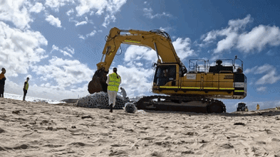 Specialist crews begin ‘gruesome task’ of removing 31-tonne whale carcass from City Beach