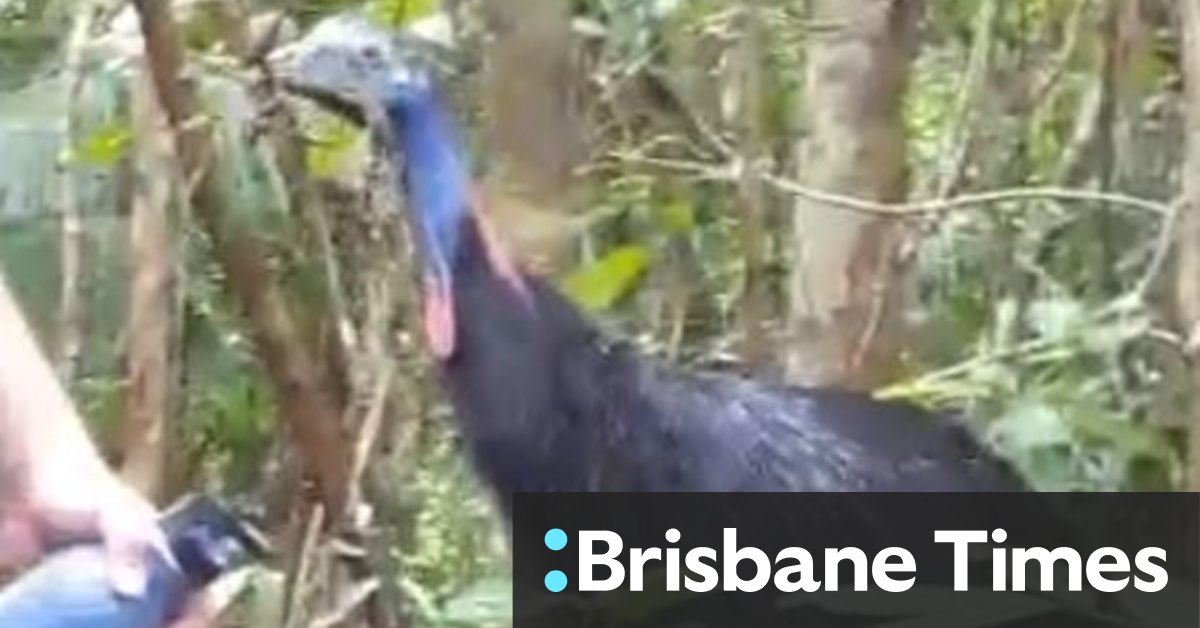 Filmed cassowary close encounter prompts warning from wildlife officers - Vimarsana News