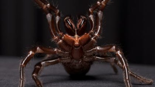 Up close and frightening ... a female funnel-web spider at the Australian Reptile Park.