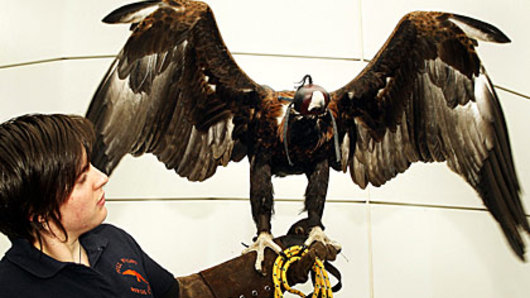 Erin Werner of Full Flight Birds of Prey with Zorro, a wedge-tailed eagle that was used to attempt to scare away the seagulls at the MCG.