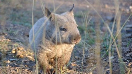 Species were chosen for conservation in Queensland based on whether they were "iconic", such as the northern hairy wombat, or due to departmental knowledge.