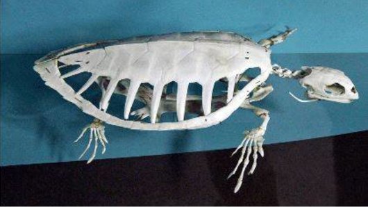 A sea turtle skeleton complete with shell is one of four missing specimens.