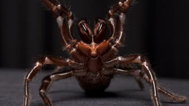 Up close and frightening ... a female funnel-web spider at the Australian Reptile Park.