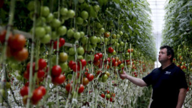 The Tomato Exchange at Guyra - rapidly declining water supplies are putting the town's horticulture industry at risk.