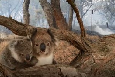 Fires wiped out vast areas of koala habitats in northern NSW and south-east Queensland, and the status of local populations may be escalated from vulnerable to endangered.  