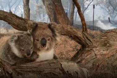 Jenny Lewis found this Koala mother and her baby on Causeway Road, last night. Healthy and safe, the pair had crawled out of the National Park ahead of the fire front. 