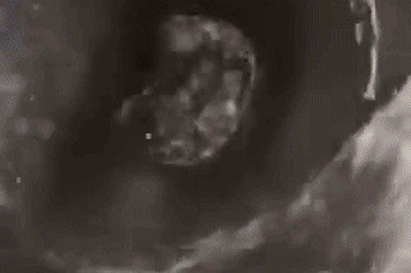 Reece Walsh drinks from own toilet.