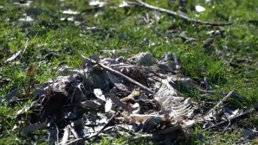Bird remains found at the remote property near Benalla. 