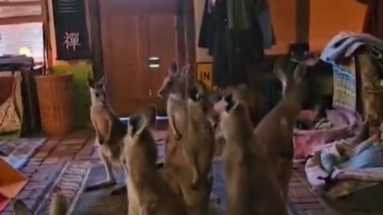 Joeys take shelter inside Wildwood Wildlife Shelter.