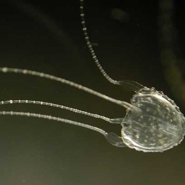Box Jellyfish Irukandji Jellyfish Cobbler Fish And Stingrays What Is It Like To Be Stung Or Jabbed By These Toxic Animals