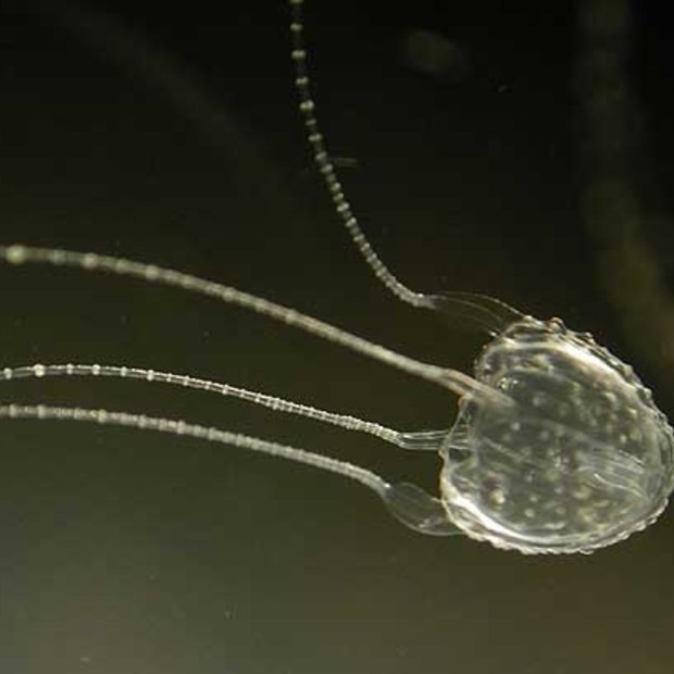 An Irukandji jellyfish: as big as your thumb but enormously deadly.  