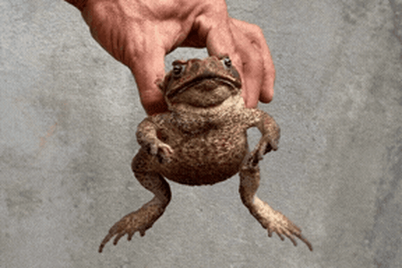 Cane toads are an ecological disaster partly because they are generalists who will eat anything that fits inside their mouth.