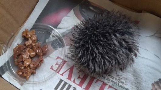 Woman rushes sick hedgehog to vet only to find out it’s a hat pom-pom