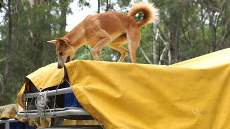 how many dingoes are left on fraser island