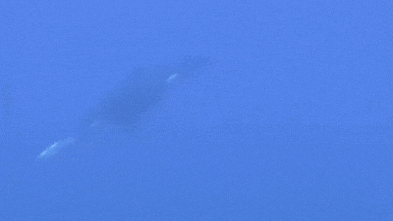 ‘Oh my god!’ Why an orca rammed a sunfish so hard it exploded