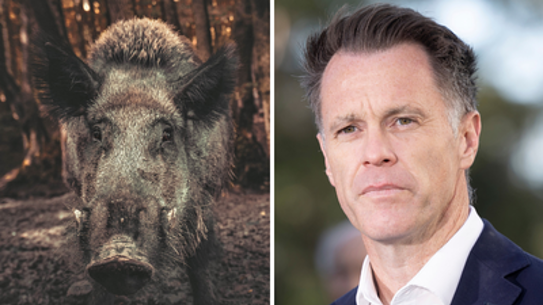 A feral pig and NSW Premier Chris Minns.
