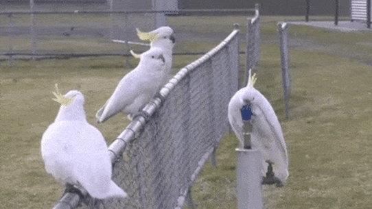 Cockatoos drink from a water fountain in western Sydney.