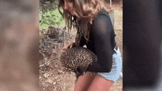 Hunting influencer Sam Jones handles an echidna in a video posted to Instagram on February 4,