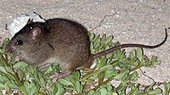 The extinction of the Bramble cay melomys is understood to be the first mammal killed off by human-led climate change.