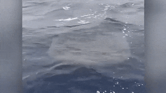 A whale shark that popped up beside a boat off the coast of Bermagui.