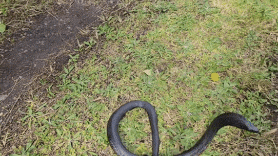 Snake GIF