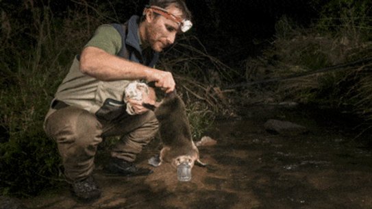 Leading CESAR ecologist Joshua Griffiths used a fyke net to capture a platypus as part of a capture release program in Warburton, Victoria.