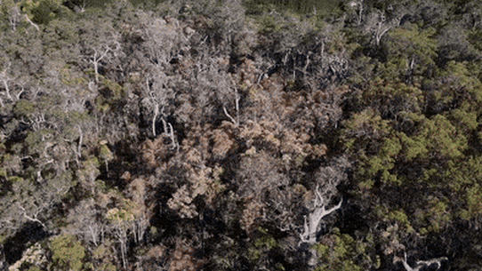 Trees, Margaret River region, dry summer, WA, WAtoday, GIF. Picture: John Bowskill