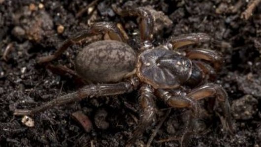 New species of Brush-footed trapdoor spider at Cooloola.