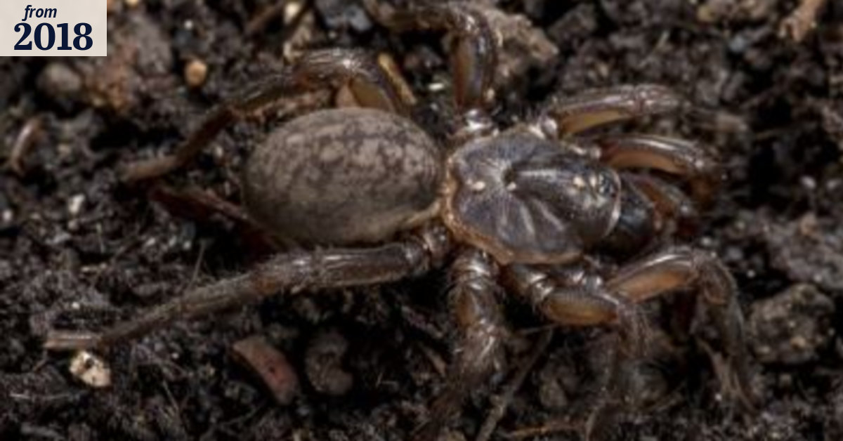 The hideous new Aussie spider only a scientist could love