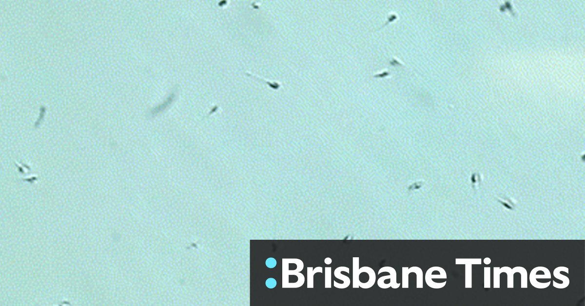 Male fertility: Are Western sperm counts decreasing? - Vimarsana News