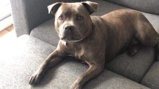 Ava was stolen from her South Melbourne home and later returned