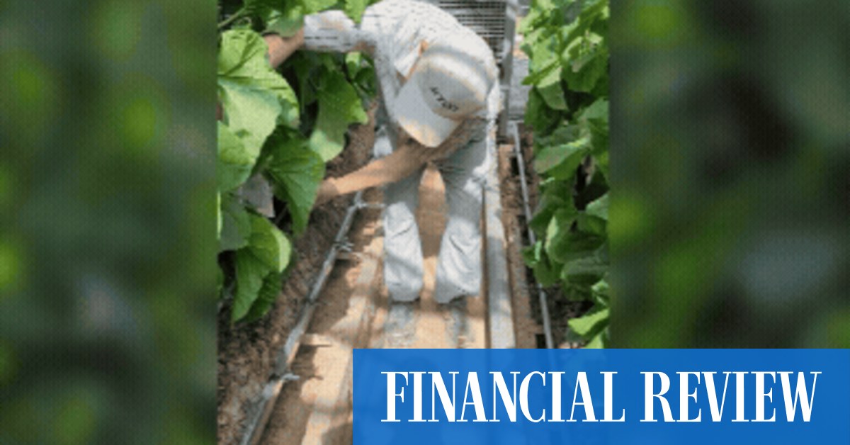 I tried Albanese’s $70 melons – and found some pity over his gaffe