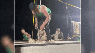 Click go the shears – but is it a new Australian record?