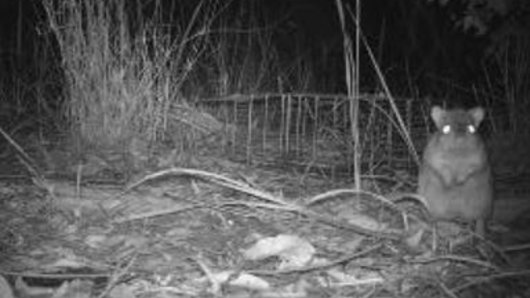 Northern bettong caught by one of the 585 cameras in the three years of field work.