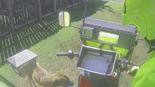 A dog confronts a postal worker.