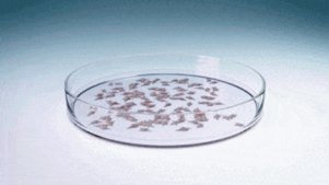 An animation, developed by Monash University, showing how the artificial embryos are generated.