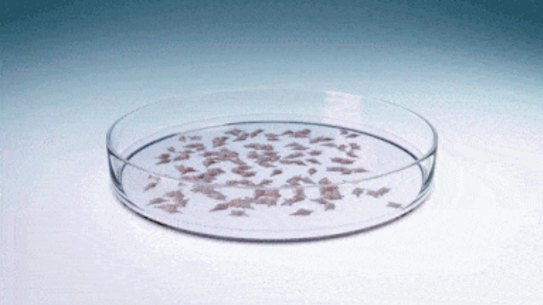 An animation, developed by Monash University, showing how the artificial embryos are generated.