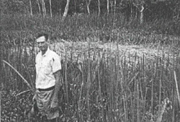 The so-called Tully Saucer Nest in north Queensland.