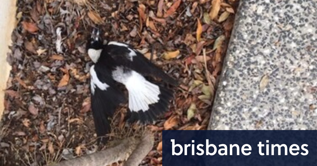 Dua puluh burung gagak mati di pinggiran kota Brisbane