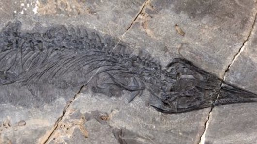 This fossil of Gunakadeit joseeae, a sharp-nosed thalattosaur, was found in south-east Alaska.