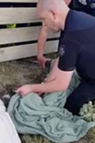 Police cover the kangaroo in a blanket.