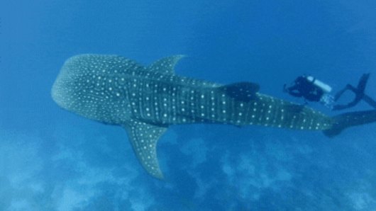 Swimming with the speckled giants of Triton Bay, Indonesia