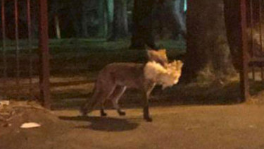 A fox captures a chicken near Victoria Road in Ryde. 