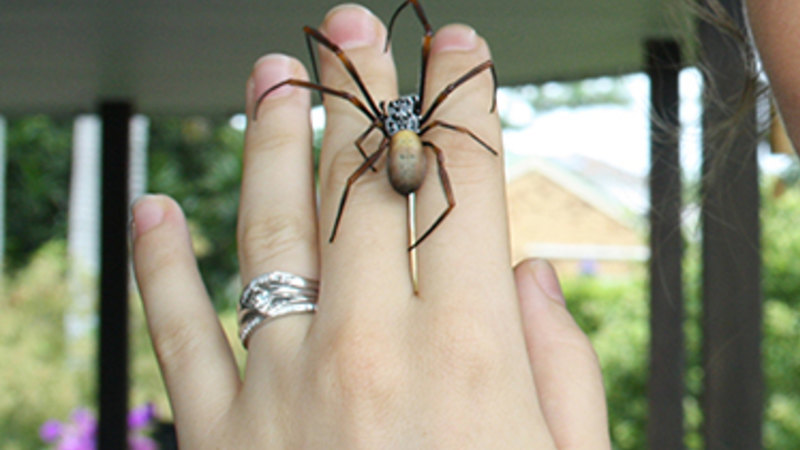 Australian spider's strong it make bulletproof clothing