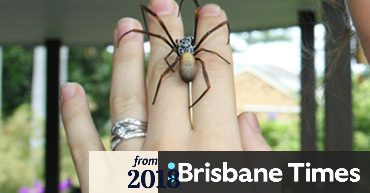 Egen Smelte Ironisk Australian spider's web is so strong it could make bulletproof clothing
