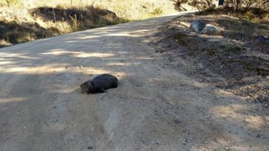 A female wombat with 13 knife wounds lies dead in the middle of the road at Tharwa Sandwash, just south of Canberra.